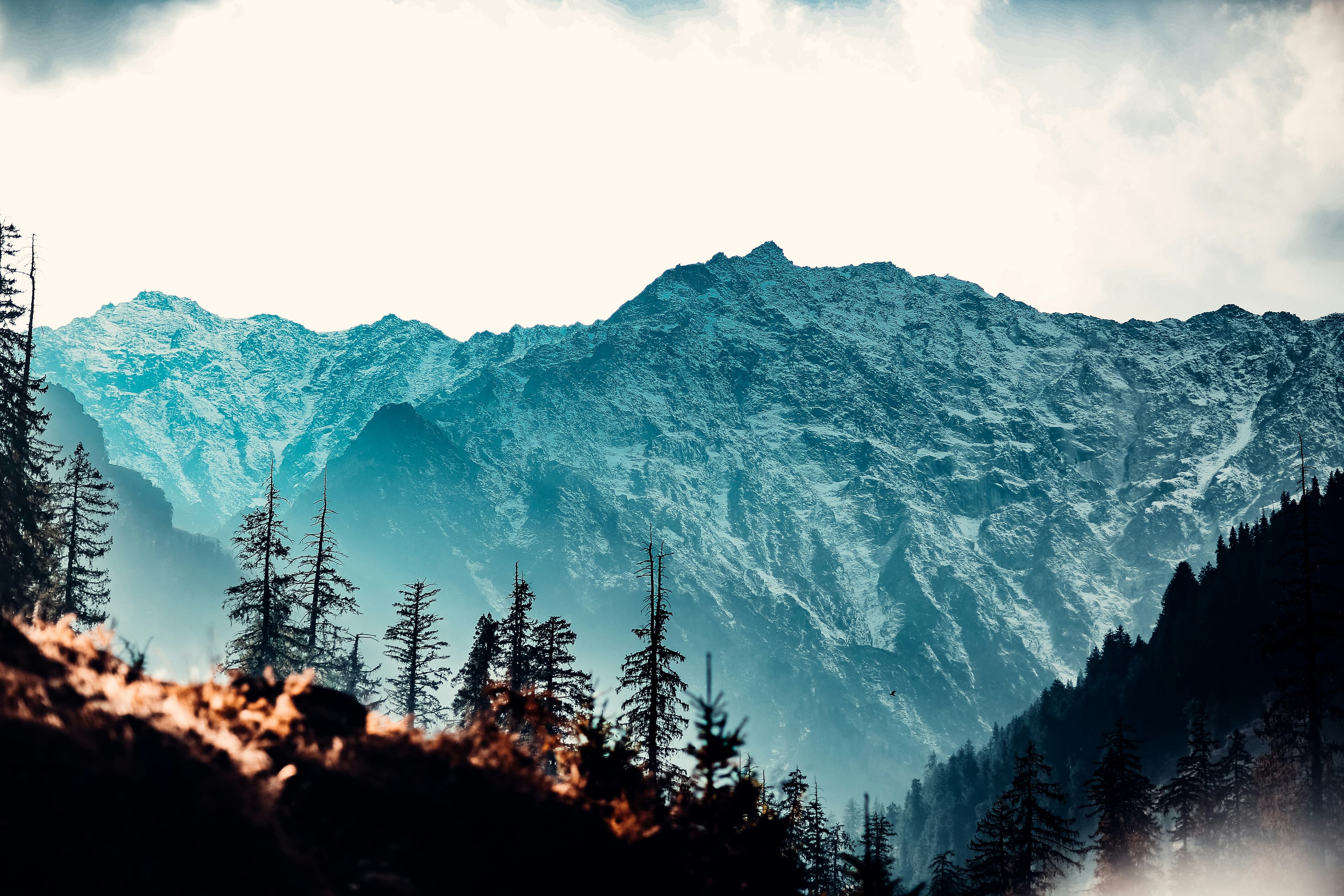 Black Forest